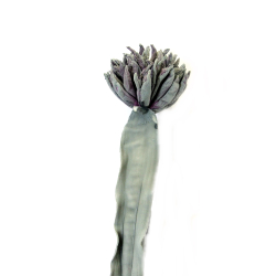 Sztuczny kwiat piankowy egzotyczny 100cm